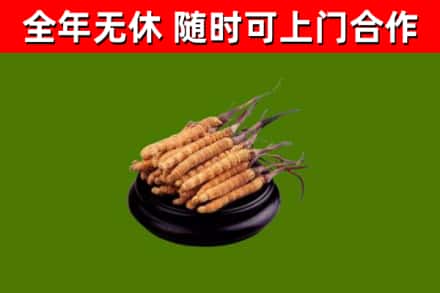 南充市回收散虫草