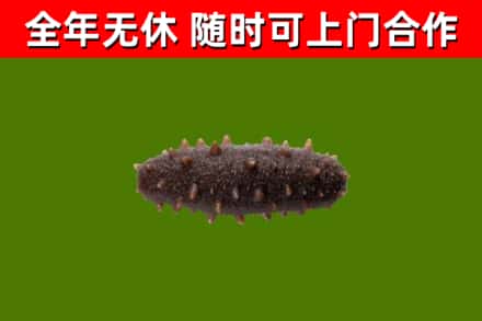 南充市回收海参干